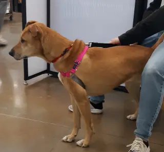 Puddin-Gentle & Loyal Girl