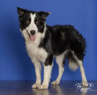 Mr. Pickles