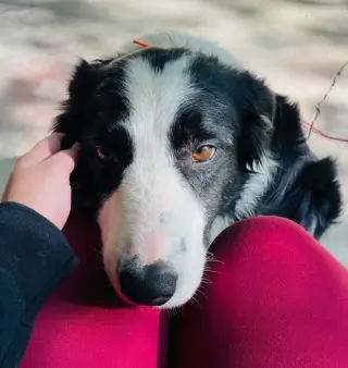 Mr. Pickles