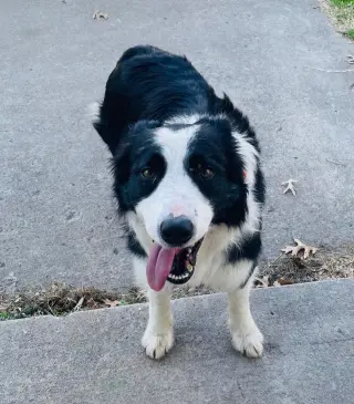 Mr. Pickles