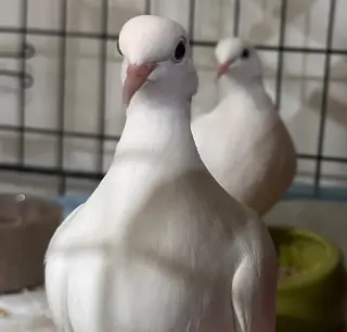 Lotus w/Marshmallow