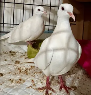 Marshmallow w/Lotus