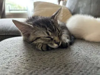Nick