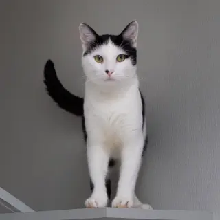 Niblet