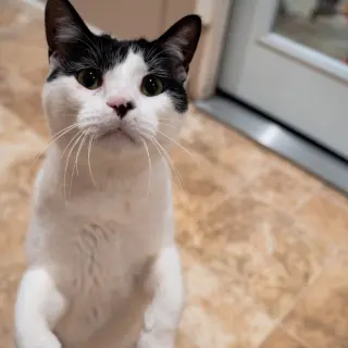 Niblet