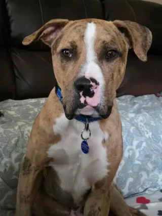 Moose