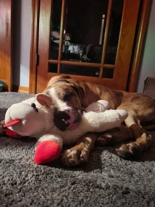 Moose