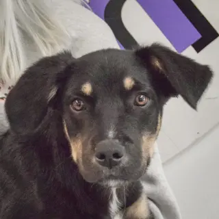 Rocky