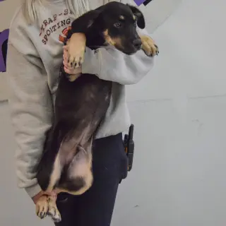 Rocky