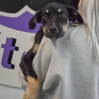 Rocky