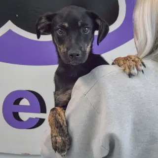 Mochi