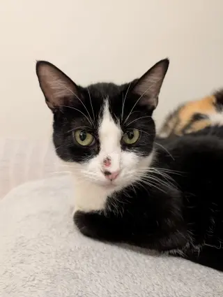 Parsley