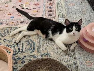 Parsley