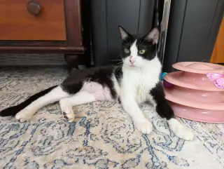 Parsley
