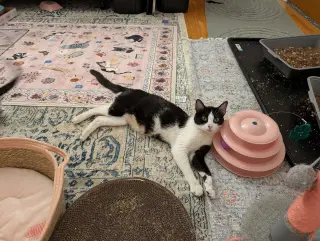 Parsley