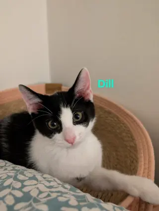 Dill