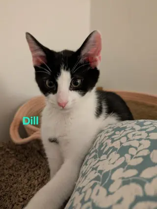 Dill