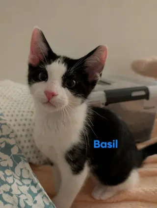 Basil
