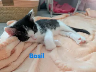 Basil