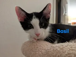 Basil