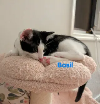 Basil