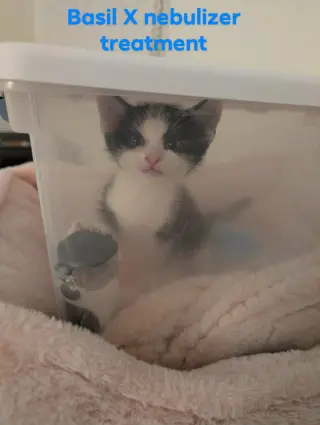 Basil