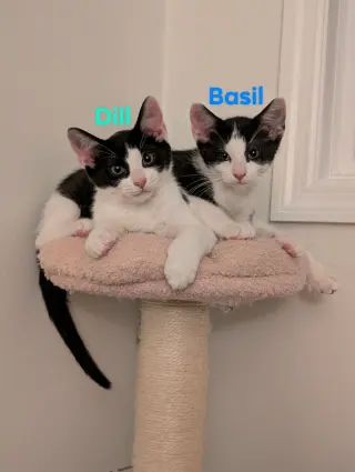 Basil