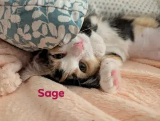 Sage