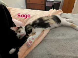 Sage
