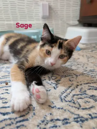 Sage