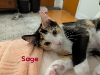 Sage