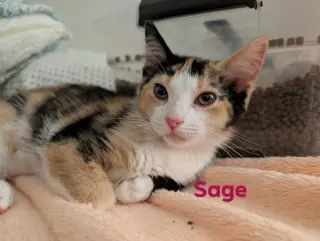 Sage