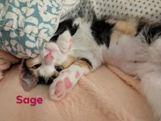 Sage
