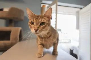 Tabitha