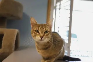 Tabitha