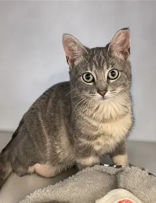 Ollie