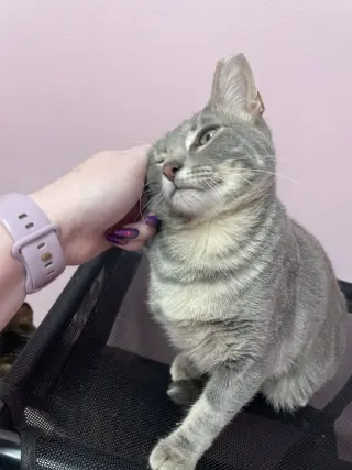 Ollie