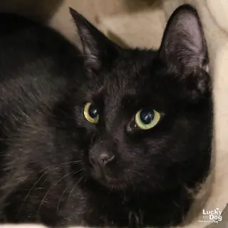 Ernie