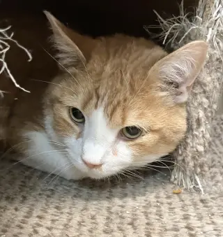 Rusty