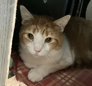 Rusty
