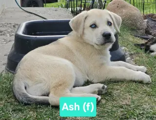Ash