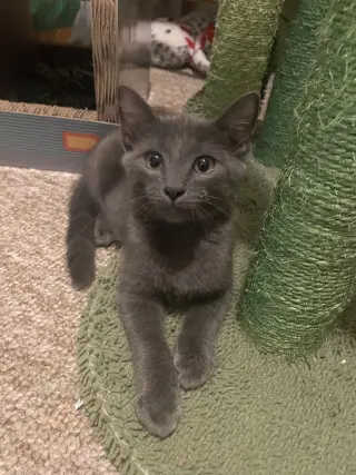 Pewter Skyes (MUST BE ADOPTED WITH DUSTY RHODES)