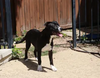 Nella