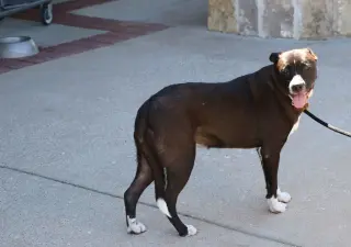 Nella