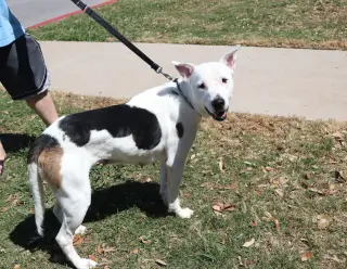 Molly Mama