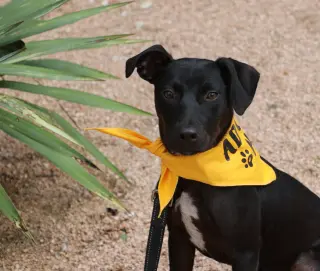 Kona