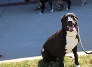Coco L
