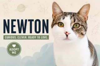 Newton (FCID# 03/16/2026 - 64 Trainer) C