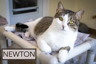 Newton (FCID# 03/16/2026 - 64 Trainer) C