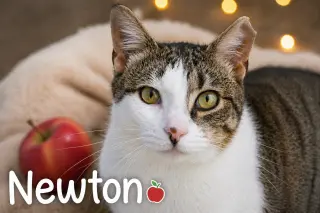 Newton (FCID# 03/16/2026 - 64 Trainer) C